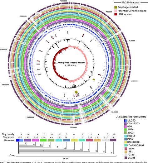 Complete genome sequence and analysis of Alcaligenes faecalis strain.